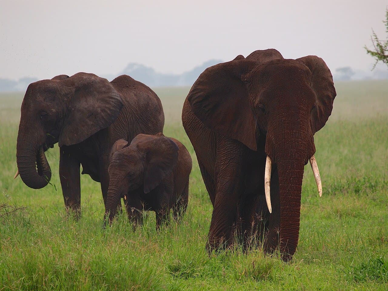 Makuyuni Wildlife Park